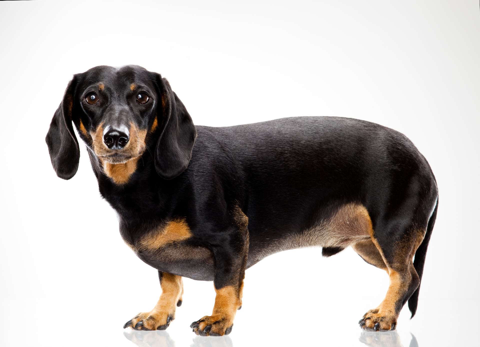 A black and tan dachshund — example camera-roll photo